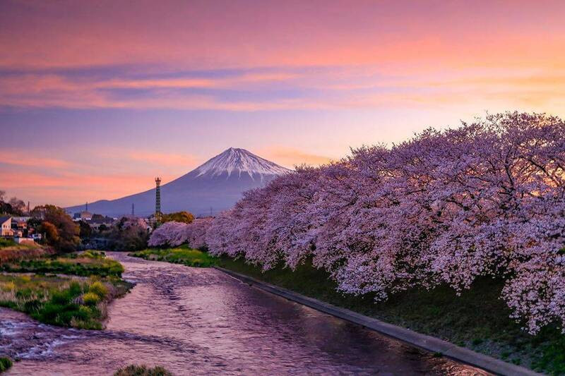 View ngắm hoa anh đào lãng mạn cùng núi Phú Sĩ View ngắm hoa anh đào lãng mạn cùng núi Phú Sĩ